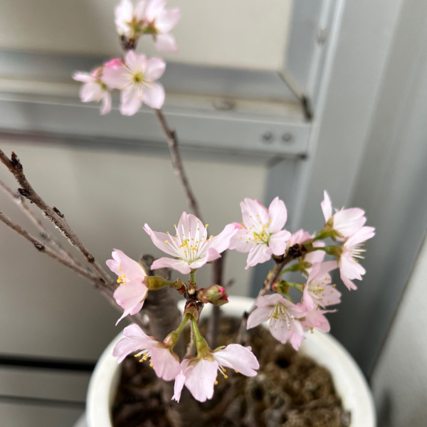 啓翁桜